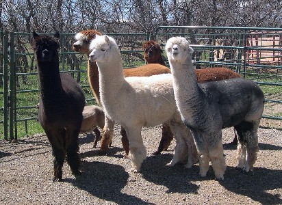 five_alpacas